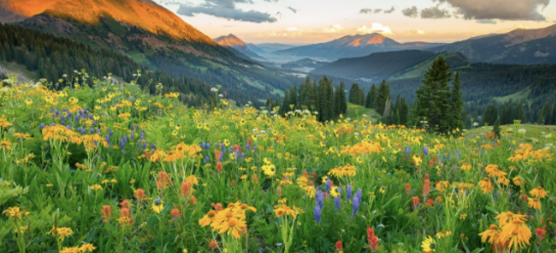 Crested Butte Wildflower Festival